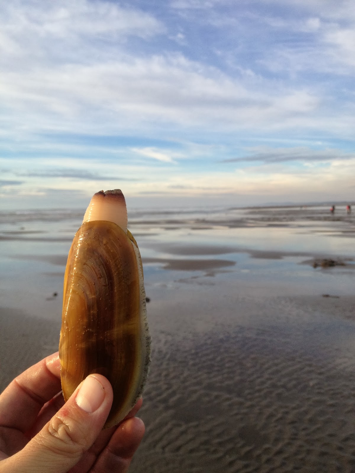 Spartan Fishing & Outdoors Tutorial Harvesting Razor Clams